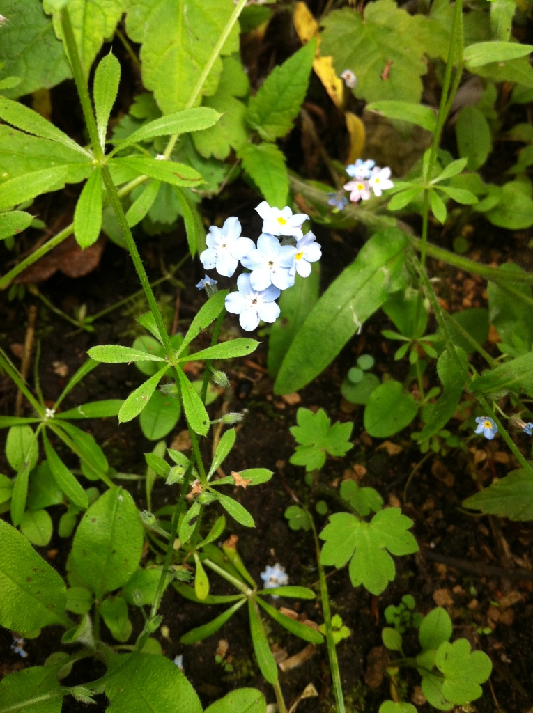 Forget-me-not (and Cleavers).